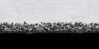 Carbide Grit Straight Edge Angle Hakansson Metal Blade Carbide CT10